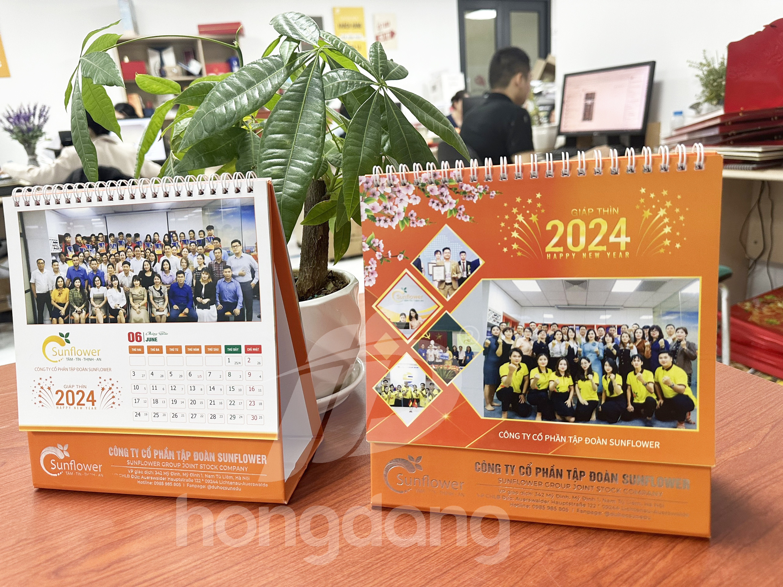 lich-de-ban-sunflower-10-