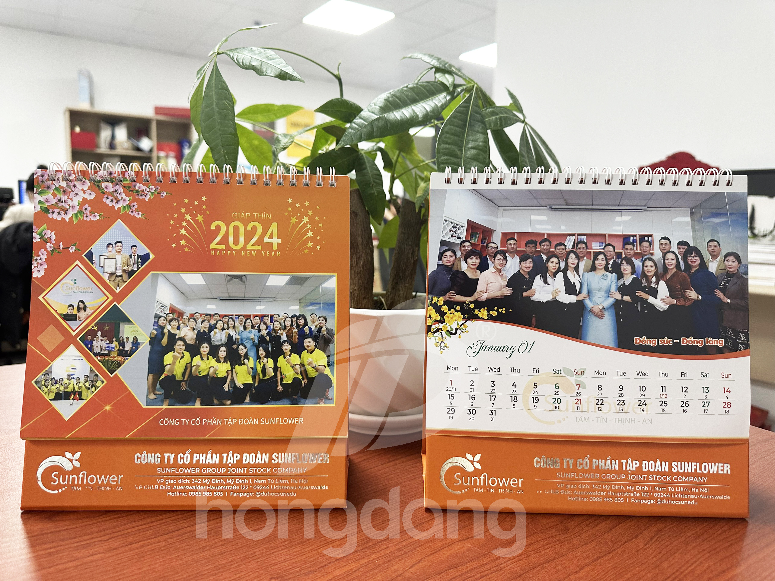 lich-de-ban-sunflower-19-